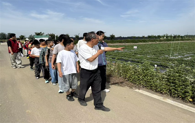 1779153811959008246.jpg 青少年在室外试验田了解红薯和艾草育苗技术.jpg